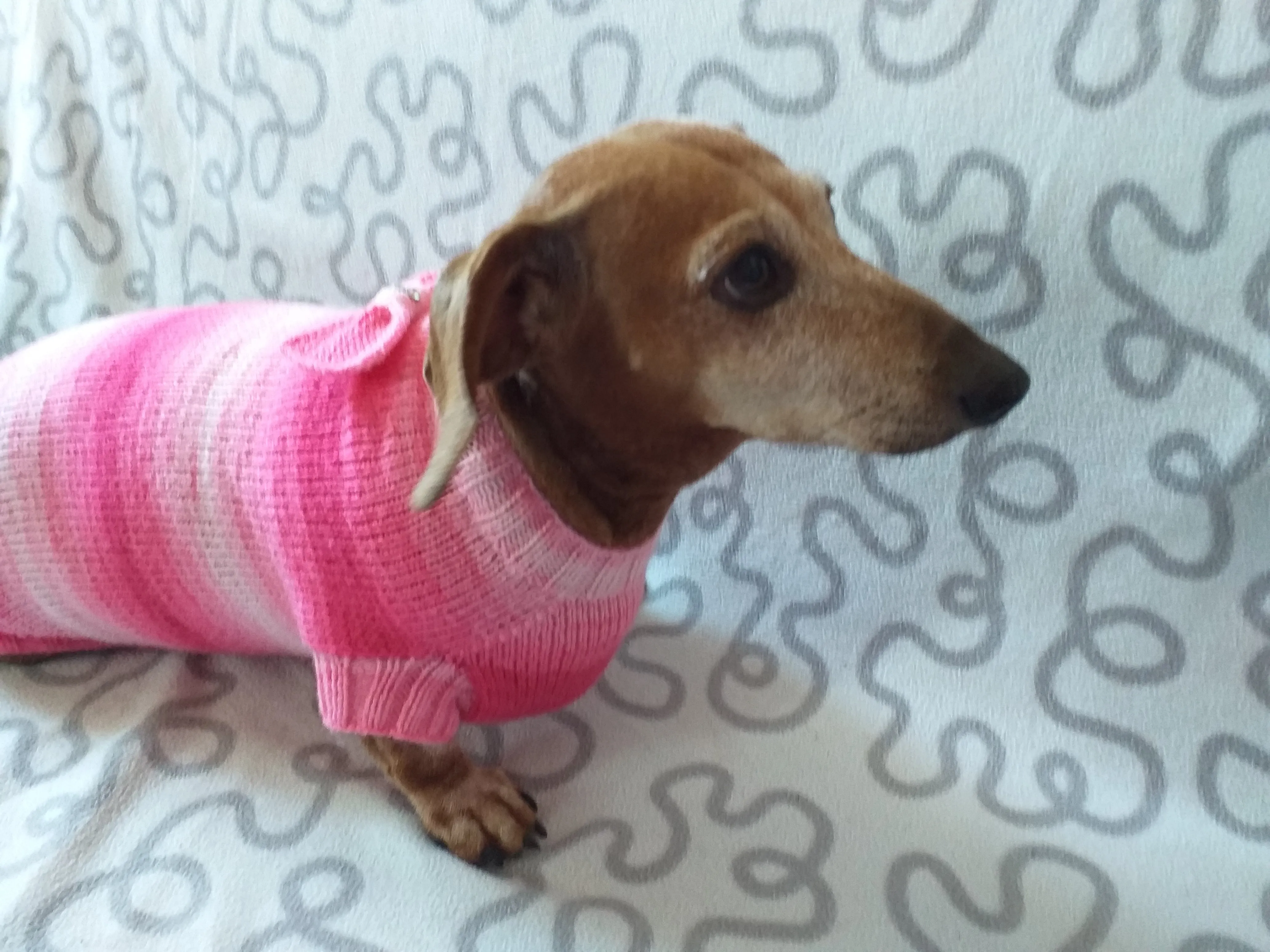 Clothes sausage dog pink sweater with bow, knitted pink sweater with bow for dog