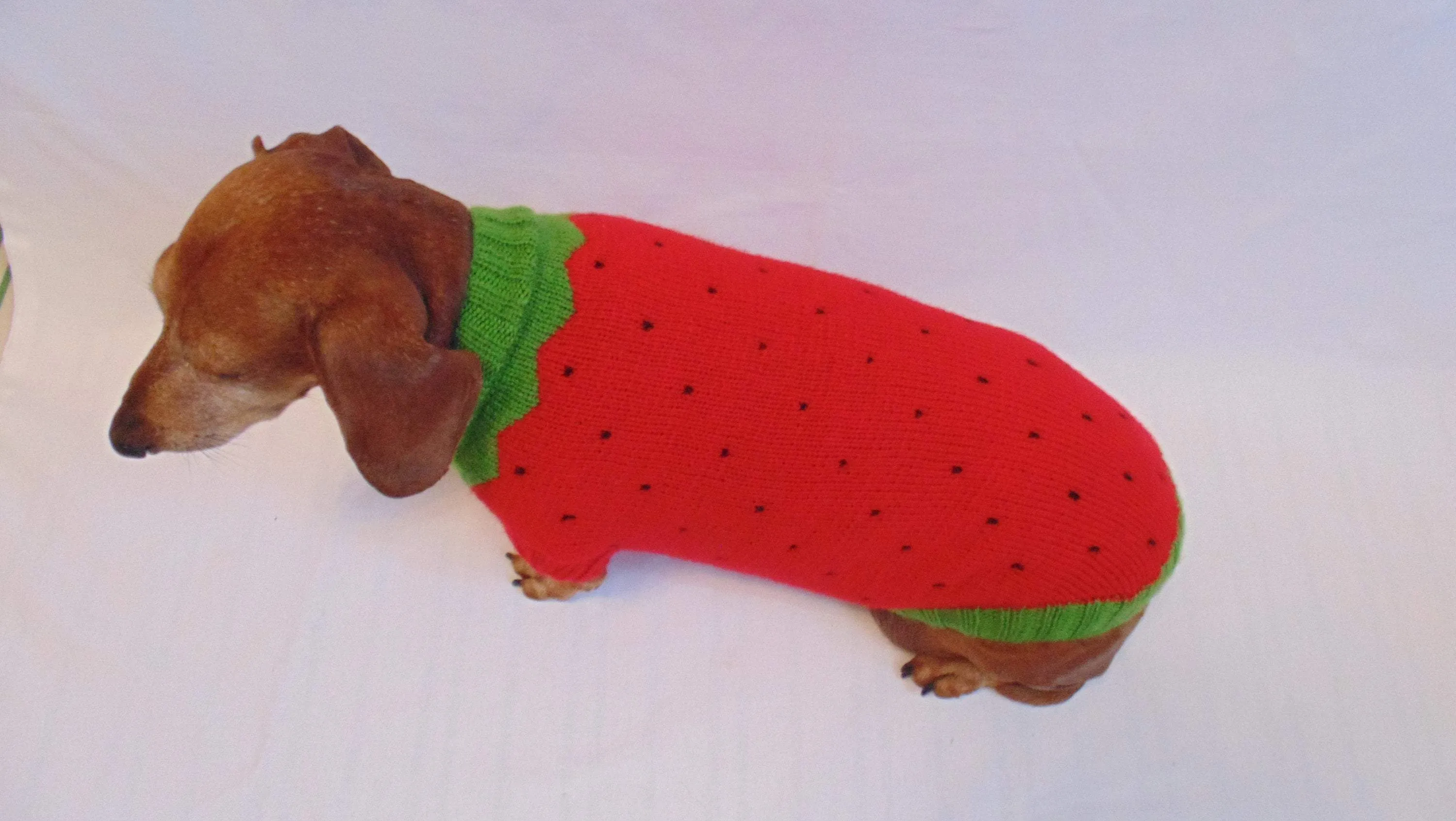 Knitted sweater strawberry for dogs, clothes for dachshunds