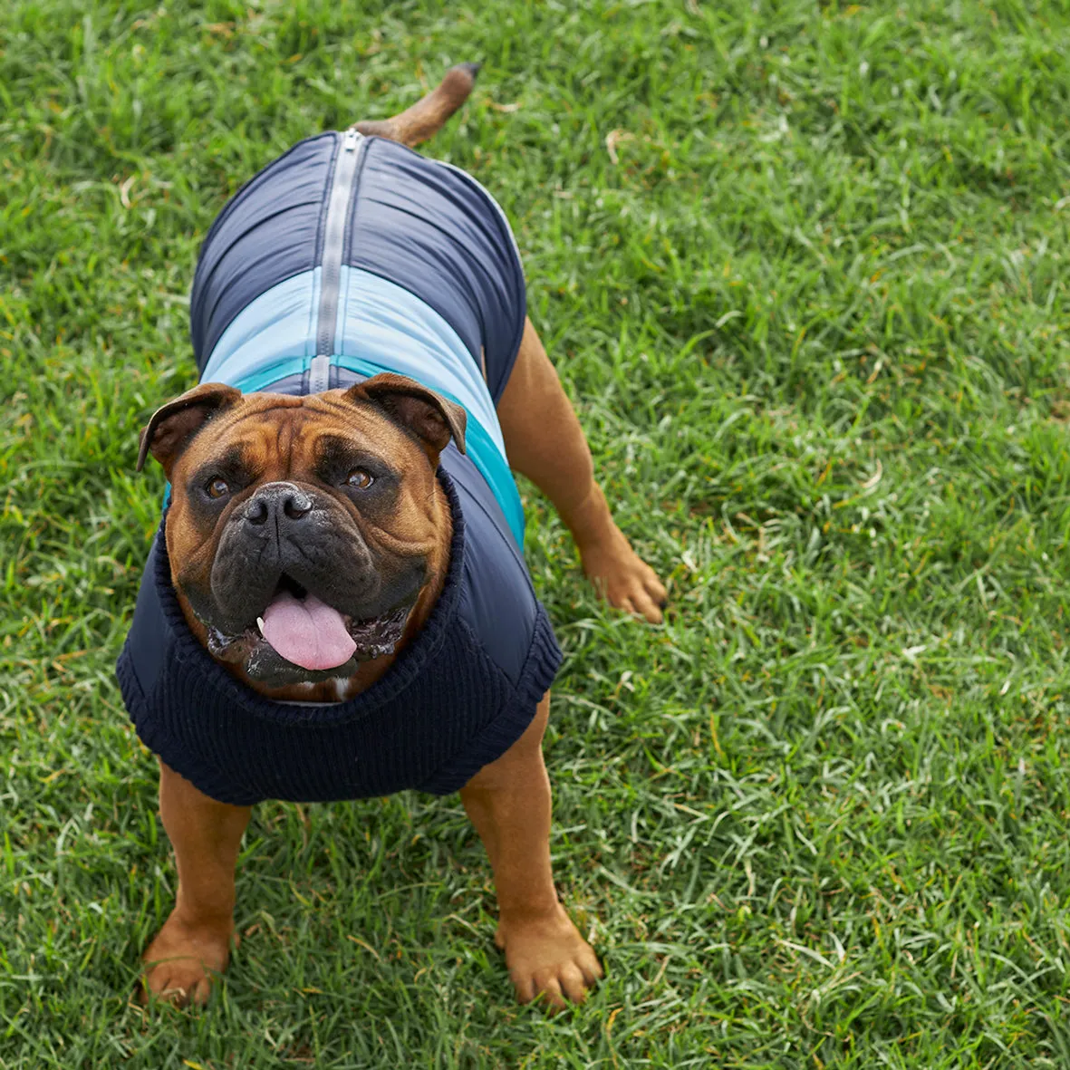 Vovo Dog Puffer Jacket - Sky